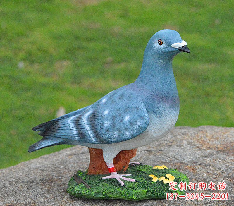 甘肃和平鸽传承着永恒的爱