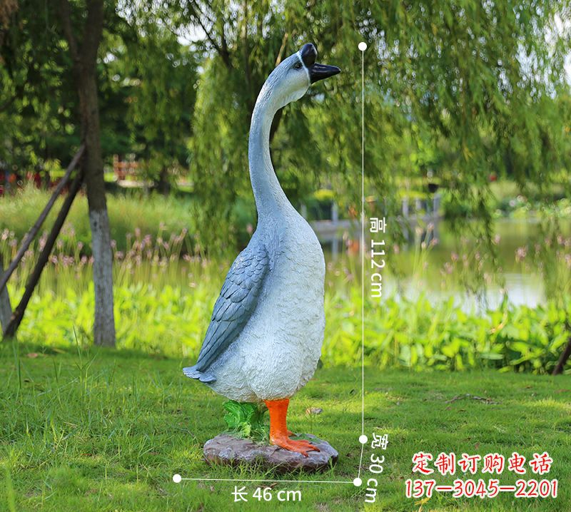 甘肃站立立脖灰色天鹅